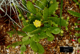Opuntia humifusa RCP7-06 053.jpg